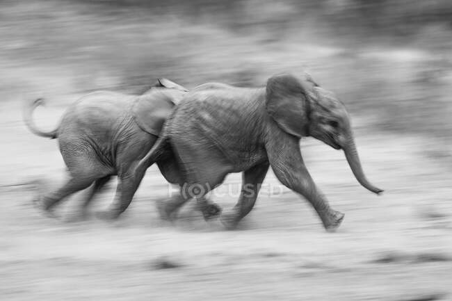 Два слонячих телята, Loxodonta africana, бігають разом, розмиваються, чорно-білі — стокове фото