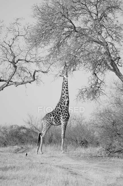 A giraffe, Giraffa camelopardalis giraffa, reaching up to a tree, in black and white — Stock Photo