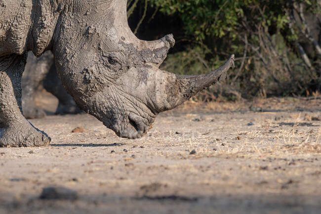 Un rinoceronte blanco, Ceratotherium simum, caminando con la cabeza cubierta de barro - foto de stock