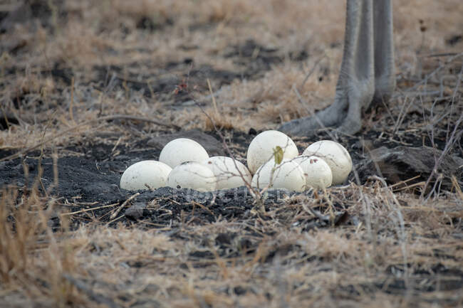 Un nido pieno di uova di struzzo, Struthio camelus australis — Foto stock