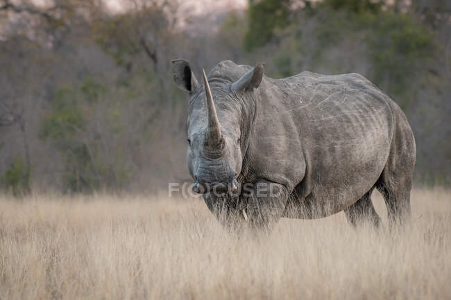 Um rinoceronte branco, Ceratotherium simum, em pé em grama longa e seca, olhar direto — Fotografia de Stock
