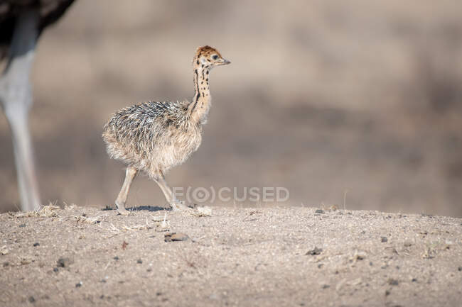 An ostrich chick, Struthio camelus australis, walking — Stock Photo