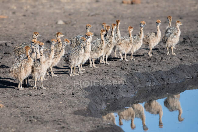 Polluelos de avestruz, Struthio camelus australis, de pie en el borde de un pozo de agua - foto de stock