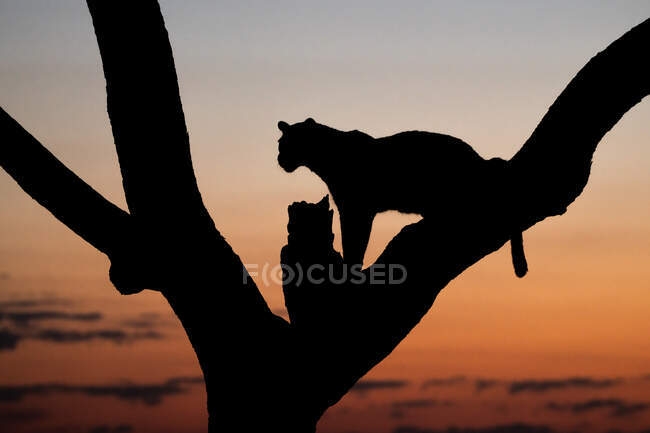Die Silhouette eines Leoparden, Panthera pardus, sitzt bei Sonnenuntergang in einem Baum — Stockfoto