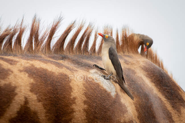 Ein Schwarm Rotschnabel-Ochsen, Buphagus erythrorhynchus, sitzt auf dem Rücken einer Giraffe, Giraffa camelopardalis giraffa — Stockfoto