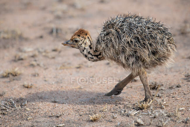 An ostrich chick, Struthio camelus australis, walking — Stock Photo