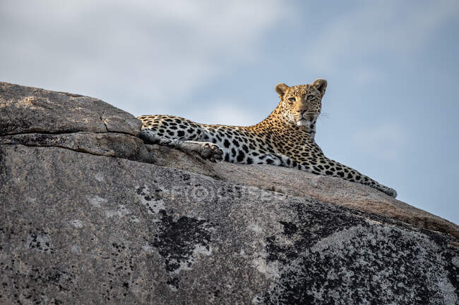 Um leopardo, Panthera pardus, deitado numa pedra, a olhar para fora da moldura, fundo azul do céu — Fotografia de Stock