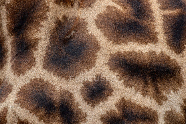 Die Haut einer Giraffe, Giraffa camelopardalis giraffa — Stockfoto