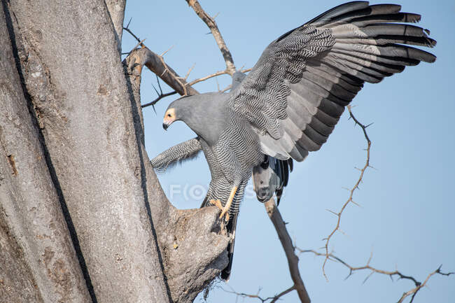 Африканський harrier-hawk, Polyboroides типовий, чіпляючись до дерева. — стокове фото