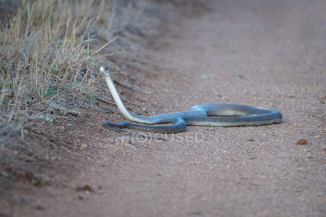 Mamba noire, Dendroaspis polylepis, enroulée sur la route — Photo de stock