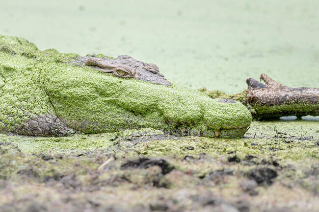 Un cocodrilo, Crocodylus niloticus, acostado al lado de un pozo cubierto de algas - foto de stock