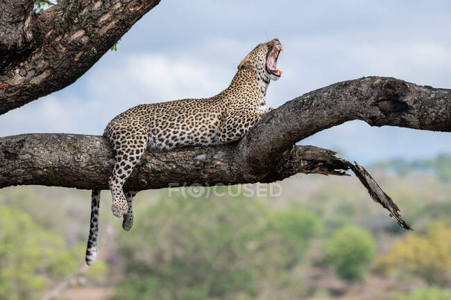 Леопард Пантера пард лежить на гілці дерева і позіхає. — стокове фото