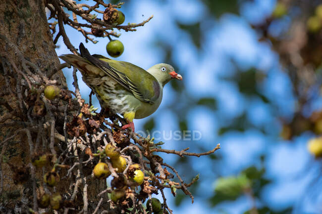 Pombo Verde Africano, Treron calvus, alimentando-se de figos — Fotografia de Stock