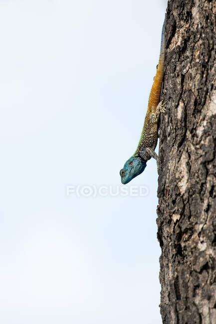 Albero dalla testa blu Agama, Acanthocercus gregorii, su un tronco d'albero — Foto stock