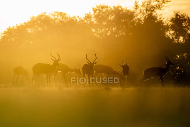 Um rebanho de impalas, Aepyceros melampus, ao pôr do sol, luz suave — Fotografia de Stock