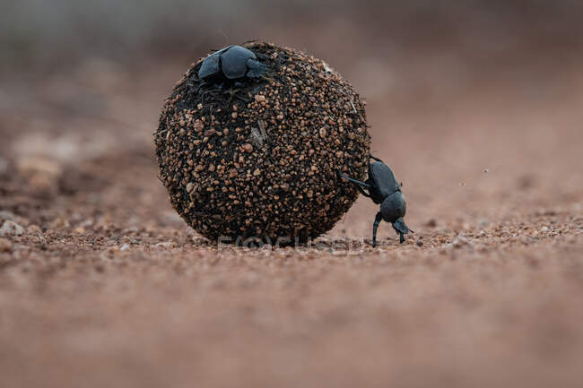 Besouros de esterco, Scarabaeus zambesianus, rolando uma bola de esterco — Fotografia de Stock