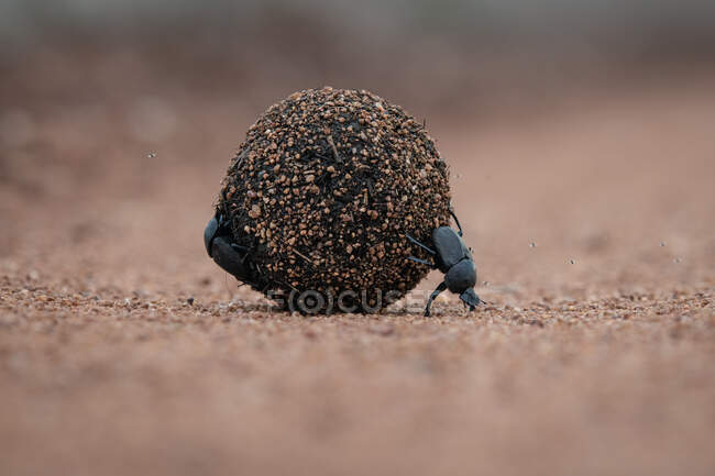 Besouros de esterco, Scarabaeus zambesianus, rolando uma bola de esterco — Fotografia de Stock