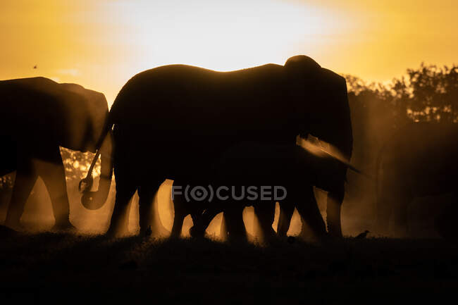 Une silhouette d'un troupeau d'éléphants, Loxodonta africana, fond de coucher de soleil — Photo de stock