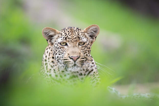 Леопард, Panthera pardus, прямой взгляд сквозь зелень — стоковое фото