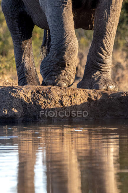 Ein Elefantenbein, Loxodonta africana, als es sich einem Wasserloch nähert — Stockfoto