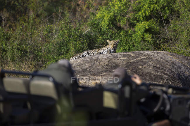 A vehicle view at leopard, Panthera pardus, on a boulder — Stock Photo