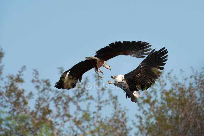 Um peixe águias, vocifer Haliaeetus, garras agarrando — Fotografia de Stock