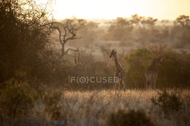 Un ternero de jirafa, Giraffa camelopardalis jirafa, alejándose de su madre en un claro de hierba al atardecer - foto de stock