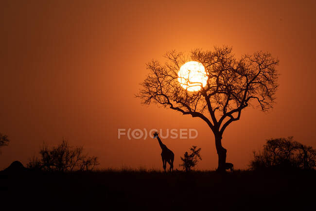 Una silueta de una jirafa, Giraffa camelopardalis jirafa, de pie junto a un árbol al atardecer - foto de stock