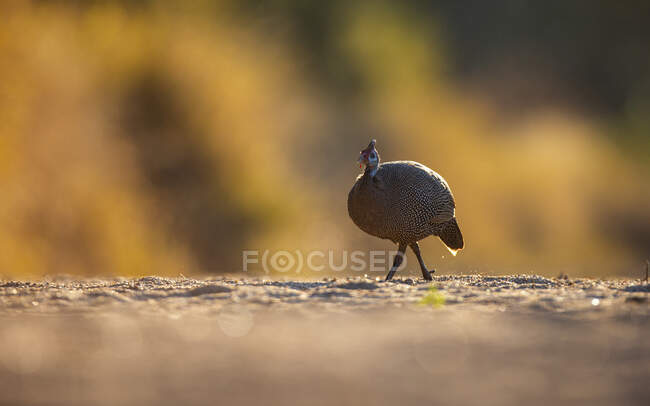 Uma ave-pintada com capacete, Numida meleagris, caminhando numa clareira — Fotografia de Stock