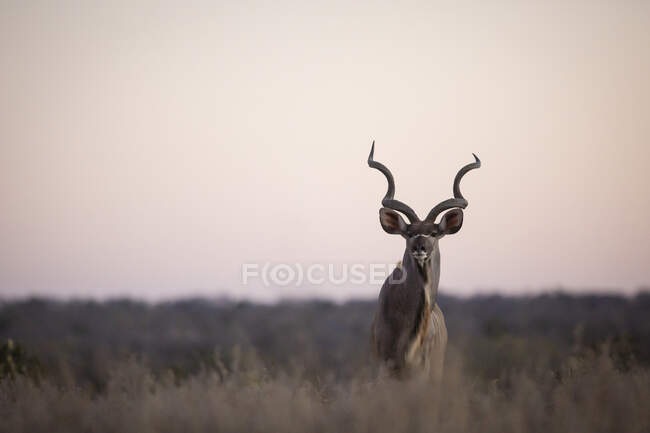 Un kudu macho, Tragelaphus strepsiceros, de pie en la hierba alta durante la puesta del sol - foto de stock