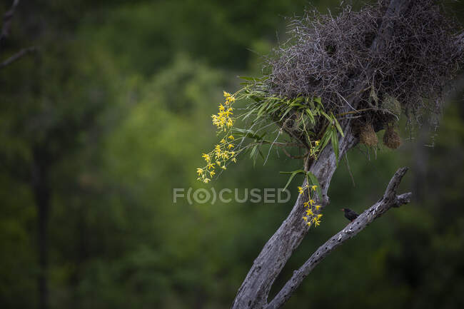 Un'orchidea leopardata, Diuris pardina, in fiore attaccata ad un albero — Foto stock