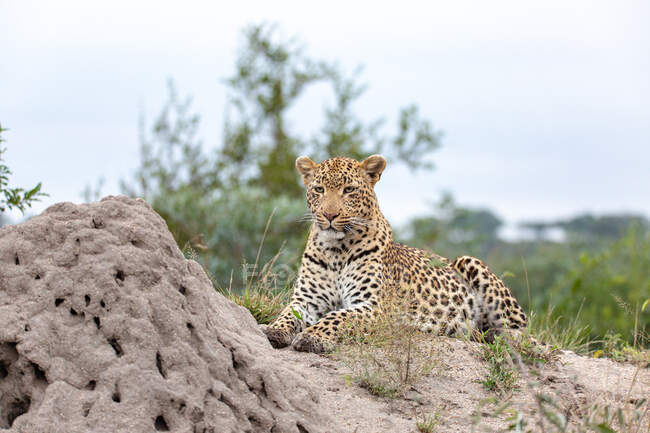 Um leopardo, Panthera pardus, deitado ao lado de um monte de térmitas, olhando para fora do quadro — Fotografia de Stock