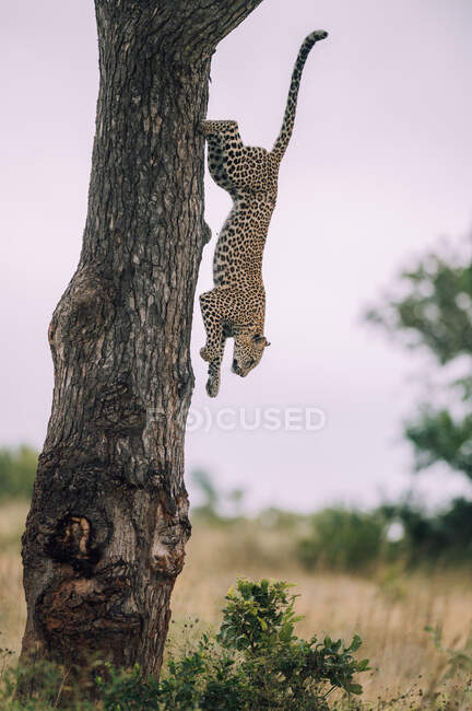 Леопард (Пантера) пард, що спускається на дерево. — стокове фото
