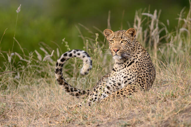 Un leopardo, Panthera pardus, tendido en hierba corta, cola acurrucada - foto de stock