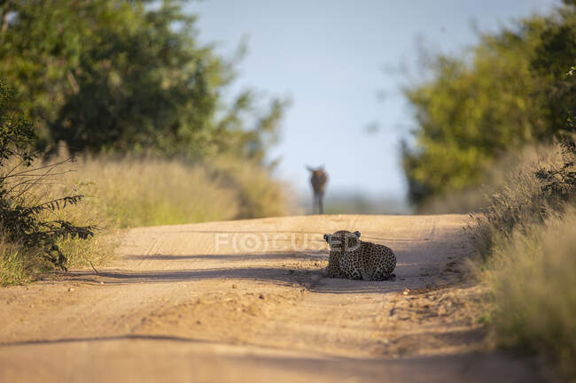 Un leopardo, Panthera pardus, tendido en un camino de tierra mientras acecha a un antílope en la distancia - foto de stock