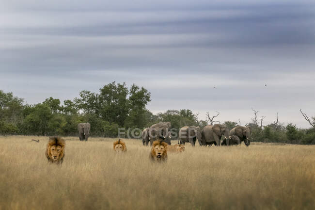 Un orgullo de leones, Pnathera leo, caminando a través de la hierba seca larga con elefantes en el fondo, Loxodonta africana - foto de stock
