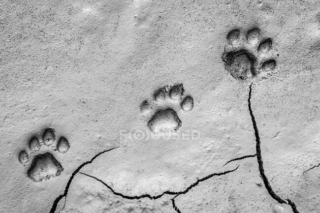 Las huellas de un león en el barro, Panthera leo - foto de stock