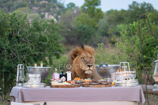 Um leão macho, Panthera leo, parado atrás de uma mesa cheia de bebidas e lanches ao pôr-do-sol — Fotografia de Stock
