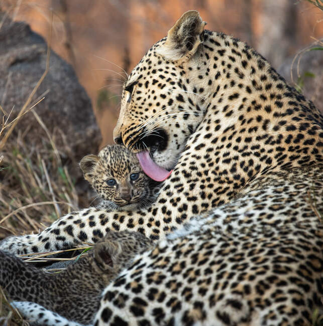 Мати леопарда, Пантера пардус, лиже своє маля і доглядає за ним. — стокове фото