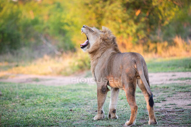 Un leone maschio, Panthera leo, che sbadiglia — Foto stock