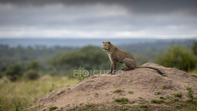Un leopardo, Panthera pardus, seduto su un termitaio, tuona nuvole sullo sfondo — Foto stock