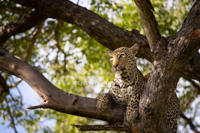 Un leopardo, Panthera pardus, acostado en un árbol, mirando fuera de marco - foto de stock