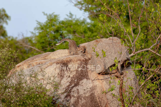 Un cachorro de leopardo, Panthera pardus, estirándose sobre una roca a la luz del sol - foto de stock