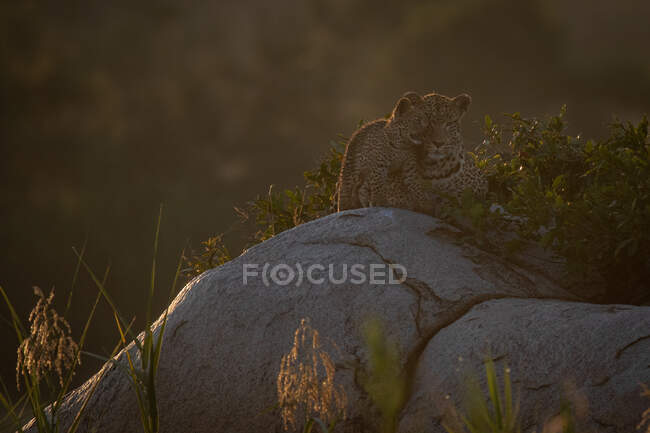 Un cachorro de leopardo, Panthera pardus, saluda a su madre que yace en una roca al atardecer - foto de stock