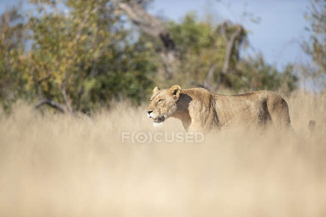 Una leona, Panthera leo, caminando a través de una larga hierba seca - foto de stock