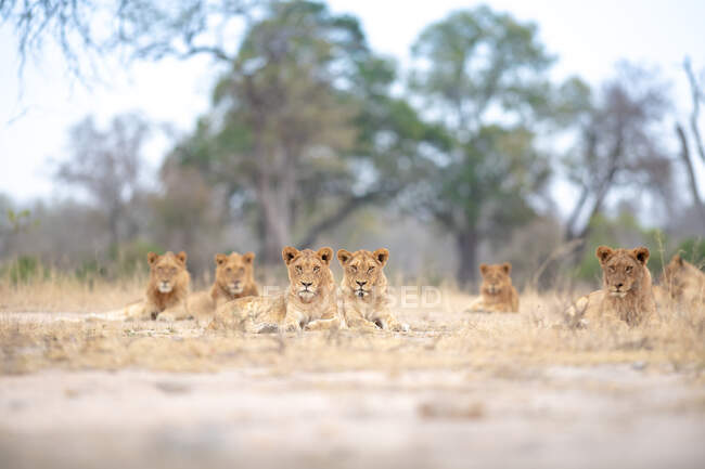 Гордість левів, Pnathera leo, лежачи в ясний, прямий погляд — стокове фото
