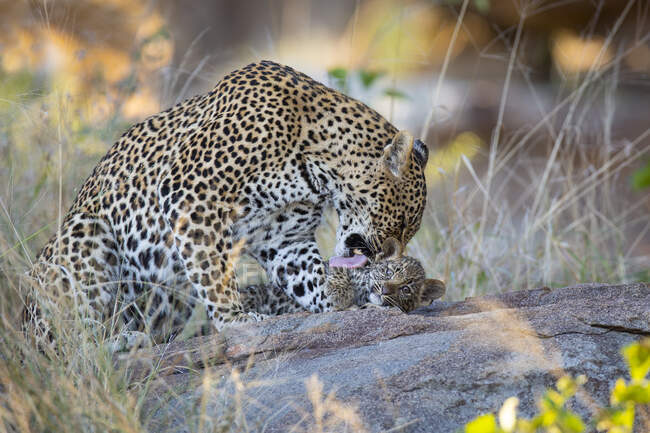 Una madre leopardo, Panthera pardus, lamiendo y acicalando a su cachorro - foto de stock