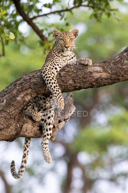Ein Leopard, Panthera pardus, liegt in einem Baum — Stockfoto