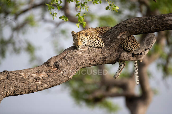 Um leopardo, Panthera pardus, deitado numa árvore — Fotografia de Stock