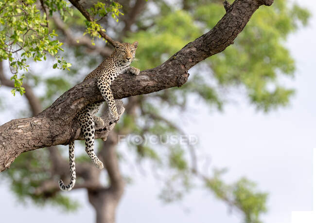 Um leopardo, Panthera pardus, deitado numa árvore — Fotografia de Stock